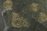 Fossil Ammonite (Dactylioceras) Cluster - Posidonia Shale, Germany #335108-1